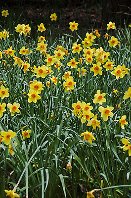 포토 JPG 해외이미지 식물 계절 꽃잎 꽃 백그라운드 자연 사람없음 햇빛 태양 노란색 정원 맑음 봄 벚꽃 시간 개화 큼 과수원 묘사 수선화 내추럴 해외202004 해외포토 자연요소 컬러 농업 날씨 크기 생태계 파일형식 이미지허브
