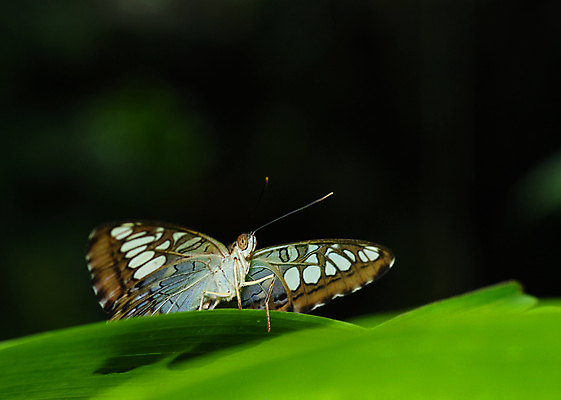 포토 JPG 해외이미지 동물 야생동물 줄기 나비 곤충 백그라운드 날개 자연 요정 사람없음 초록색 컬러풀 갈색 견본 환경 어둠 봄 벌레 숲 묘사 강렬 대칭 변태 블러 해외202004 해외포토 식물 계절 컬러 생태계 파일형식이미지허브 