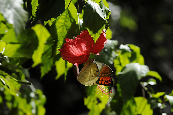 포토 JPG 해외이미지 동물 벽 나비 곤충 백그라운드 날개 오렌지 자연 추상 프레임 안테나 종류 사람없음 초록색 여름 파란색 컬러풀 여행객 봄 활발 폭포 흰색 그룹 보호 작음 수집 복고 생물학 인도네시아 슛 기념품 공상 오리지널 이국적 취급주의 많음 해외202004 해외포토 계절 교육 아시아 컬러 컨셉 무늬 과일 통신 경고 사람 크기 오브젝트 생태계 파일형식 이미지허브