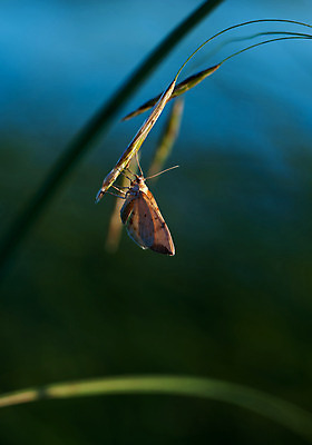 포토 JPG 해외이미지 모양 식물 동물 1 커플 여자 야생동물 모래 나비 곤충 백그라운드 2 밭 날개 오렌지 자연 안테나 사람없음 야외 장식 가로 초록색 여름 우주 정원 검은색 침묵 봄 흰색 그룹 닫기 정상 싱글 각도 해외202004 해외포토 계절 컬러 농업 과일 통신 관계 모션 사람 소리 생태계 파일형식 이미지허브