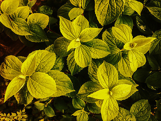 포토 JPG 해외이미지 나무 식물 디자인 외관 꽃 백그라운드 잎 꽃무늬 패턴 자연 추상 사람없음 야외 초록색 여름 컬러풀 환경 정원 봄 성장 흰색 신선 유기농 원예 질감 녹색배경 내추럴 떠남 해외202004 해외포토 웰빙 계절 컬러 무늬 모션 취미 생태계 파일형식 이미지허브