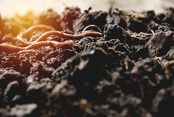 포토 JPG 해외이미지 나무 식물 디자인 지구 백그라운드 컨셉 잎 패턴 농업 자연 새로움 사람없음 초록색 빛 갈색 노란색 환경 맑음 흙 봄 성장 나뭇가지 신선 숲 큼 심볼 유기농 원예 질감 뿌리 지하 내추럴 고립 땅바닥 밭일 생태학 옛날 해외202004 해외포토 웰빙 계절 교육 산업 컬러 무늬 날씨 바닥 취미 크기 생태계 파일형식 이미지허브