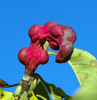 포토 JPG 해외이미지 모양 나무 식물 꽃 분홍색 낙엽 잎 과일 자연 종류 씨앗 사람없음 빨간색 초록색 보라색 성장 가을 달콤 뿌리기 향수 오브젝트 원예 향기 냄새 진홍색 목련 내추럴 꼬투리 해외202004 해외포토 계절 컬러 모션 취미 화장품 맛 생태계 파일형식 이미지허브