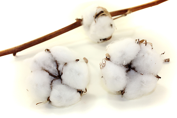 포토 JPG 해외이미지 식물 라이프스타일 꽃 줄기 백그라운드 건조 따뜻함 사람없음 장식 농작물 흰색 나뭇가지 면 날것 부드러움 리빙 해외202004 해외포토 나무 컬러 농업 생활 감각 파일형식 이미지허브