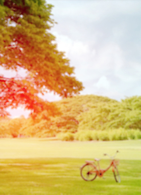 포토 JPG 해외이미지 나무 식물 구름 공원 꽃 실루엣 길 백그라운드 잎 꽃무늬 오렌지 자연 하늘 풍경 잔디 사람없음 야외 아웃포커스 장식 빨간색 초록색 여름 빛 노란색 일출 정원 자전거 일몰 새벽 벚꽃 광선 개화 서핑 소프트포커스 큼 원예 보케 파열 해외202004 해외포토 자연요소 계절 공공시설 컬러 무늬 과일 촬영기법 취미 노을 바이크 수상스포츠 크기 생태계 파일형식 이미지허브