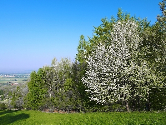 포토 JPG 해외이미지 나무 자연 하늘 산 풍경 사람없음 야외 초록색 파란색 봄 벚꽃 흰색 개화 싱글 해외202004 해외포토 식물 계절 꽃 컬러 생태계 파일형식 이미지허브