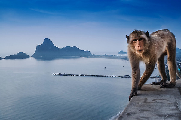 포토 JPG 해외이미지 동물 바다 태국 하늘 사람없음 파란색 걷기 산책 원숭이 숲 배고픔 언덕 해외202004 해외포토 아시아 컬러 포유류 모션 휴식 파일형식 이미지허브