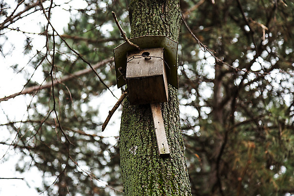 포토 JPG 해외이미지 나무 식물 공원 백그라운드 십자가 패턴 일러스트 부분 자연 날씨 새로움 건조 풍경 사람없음 야외 목재 초록색 여름 갈색 노란색 환경 성장 흰색 나뭇가지 죽음 반지 원형 거친 숲 자르기 유기농 질감 통나무 뿌리 나무껍질 잡동사니 내추럴 고립 생태학 수목 옛날 해외202004 해외포토 도형 웰빙 계절 공공시설 교육 컬러 컨셉 무늬 재료 장신구 모션 껍질 생태계 파일형식 이미지허브