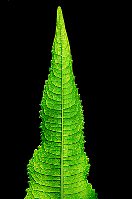 포토 JPG 해외이미지 나무 식물 꽃 선 백그라운드 잎 패턴 아프리카 자연 선인장 사람없음 빨간색 초록색 컬러풀 정원 촉촉함 사막 못 가장자리 닫기 허브 피부 묘사 날카로움 대각선 내추럴 알로에 이국적 치료제 강조 해외202004 해외포토 나라 컬러 무늬 모션 신체부위 약 젖음 공구 둘레 생태계 파일형식 이미지허브