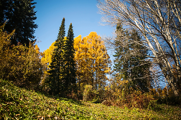 포토 JPG 해외이미지 나무 식물 계절 공원 백그라운드 잎 오렌지 아프리카 자연 하늘 풍경 사람없음 야외 빨간색 파란색 빛 컬러풀 햇빛 갈색 노란색 환경 가을 나뭇가지 황금 장면 남쪽 내추럴 해외202004 해외포토 공공시설 나라 컬러 과일 태양 방향 생태계 파일형식 이미지허브