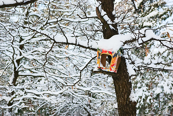 포토 JPG 해외이미지 나무 계절 공원 야생동물 음식 겨울 자연 씨앗 사람없음 환경 냉동 얼음 추위 나뭇가지 보호 숲 시원함 서리 수유 헬프 해외202004 해외포토 자연요소 식물 동물 공공시설 컨셉 도움 생태계 파일형식 이미지허브