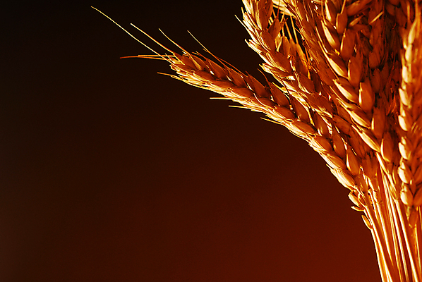 포토 JPG 해외이미지 식물 음식 백그라운드 농업 씨앗 사람없음 농작물 수확 신선 황금 닫기 낟알 밀 다발 보따리 스파이크 채식주의자 카피스페이스 해외202004 해외포토 산업 모션 곡류 공백 채식 파일형식 이미지허브