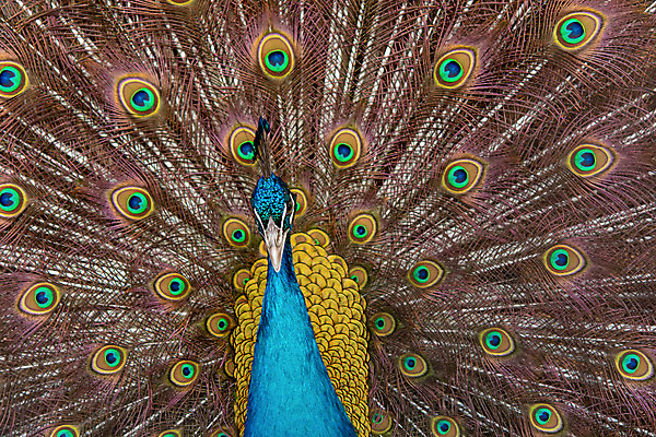 포토 JPG 해외이미지 동물 남자 야생동물 백그라운드 패턴 날개 자연 조류 사람없음 장식 초록색 파란색 컬러풀 머리 활발 펼침 의식 우아함 공작 깃털 묘사 즐거움 질감 꼬리 부리 번짐 보여주기 동물상 터키석 해외202004 해외포토 감정 컬러 컨셉 무늬 모션 사람 신체부위 조형물 보석 생태계 파일형식 효과 이미지허브