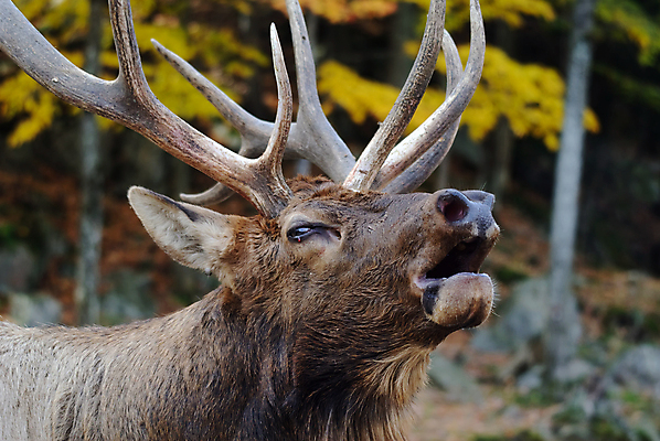 포토 JPG 해외이미지 동물 남자 야생동물 포유류 사슴 뿔 사람없음 갈색 달러 가을 황소 엘크 해외202004 해외포토 계절 컬러 돈 사람 소 파일형식 이미지허브