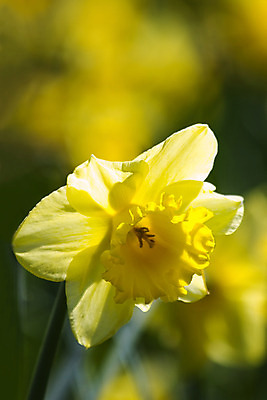 포토 JPG 해외이미지 식물 계절 공원 꽃 꽃무늬 밭 전구 자연 사람없음 세로 초록색 빛 컬러풀 햇빛 태양 노란색 정원 봄 벚꽃 개화 닫기 향기 수선화 내추럴 해외202004 해외포토 자연요소 공공시설 컬러 무늬 농업 모션 생태계 냄새 파일형식 이미지허브