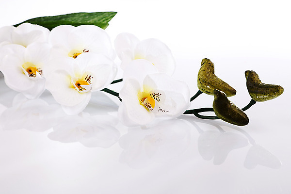 포토 JPG 해외이미지 식물 디자인 꽃 백그라운드 잎 꽃무늬 자연 사랑 미술 사람없음 장식 반사 정원 봄 흰색 난초 오브젝트 구성 해외202004 해외포토 계절 감정 컬러 무늬 문화예술 생태계 파일형식 이미지허브