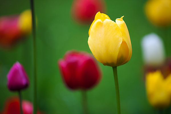 포토 JPG 해외이미지 식물 계절 공원 꽃잎 꽃 분홍색 백그라운드 잎 꽃무늬 밭 자연 사람없음 빨간색 초록색 여름 컬러풀 노란색 정원 봄 활발 튤립 벚꽃 흰색 해외202004 해외포토 공공시설 컬러 컨셉 무늬 농업 생태계 파일형식 이미지허브