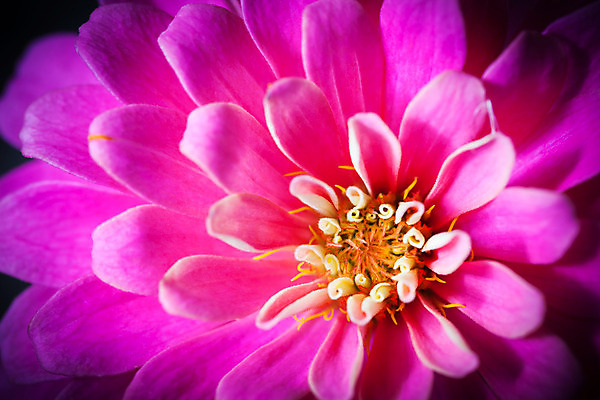 포토 JPG 해외이미지 식물 디자인 꽃잎 꽃 분홍색 백그라운드 꽃무늬 자연 추상 사람없음 야외 장식 가로 컬러풀 벚꽃 신선 우아함 닫기 묘사 질감 비네팅 내추럴 강렬 해외202004 해외포토 컬러 컨셉 무늬 모션 촬영기법 생태계 파일형식 이미지허브