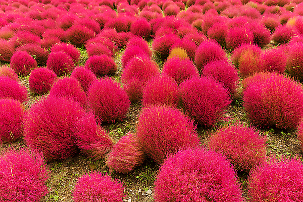 포토 JPG 해외이미지 나무 식물 공원 여행 백그라운드 밭 자연 하늘 풍경 사람없음 빨간색 파란색 정원 일본 맑음 봄 가을 개화 빗자루 언덕 해외202004 해외포토 계절 공공시설 꽃 아시아 컬러 농업 날씨 청소도구 생태계 파일형식 이미지허브
