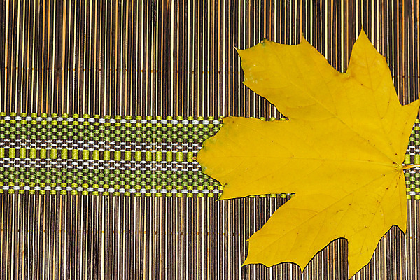 포토 JPG 해외이미지 나무 디자인 계절 백그라운드 컨셉 잎 오렌지 자연 건조 사람없음 야외 목재 옆모습 장식 세로 컬러풀 노란색 쌓기 우주 침묵 공백 할로윈 수확 성장 가을 직물 널 9월 11월 유기농 질감 지역 추수감사절 10월 내추럴 강렬 구성 엘리먼트 옛날 카피스페이스 해외202004 해외포토 식물 웰빙 기독교 뷰포인트 컬러 농업 과일 재료 모션 소리 날짜 생태계 파일형식 이미지허브