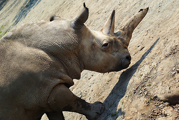 포토 JPG 해외이미지 동물 척추동물 공원 지구 야생동물 2 포유류 아프리카 자연 건조 뿔 동물원 사람없음 세로 여름 태양 머리 힘 회색 흰색 뜨거움 주름 위험 큼 가죽 비만 사파리 피부 체코 무거움 코뿔소 보헤미아 사바나 옛날 평야 해외202004 해외포토 자연요소 계절 공공시설 유럽 나라 컬러 컨셉 신체부위 무게 크기 몸매 생태계 파일형식 이미지허브