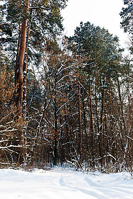 포토 JPG 해외이미지 나무 계절 도로 겨울 자연 풍경 사람없음 야외 추위 흰색 숲 해외202004 해외포토 식물 길 컬러 교통시설 생태계 파일형식 이미지허브