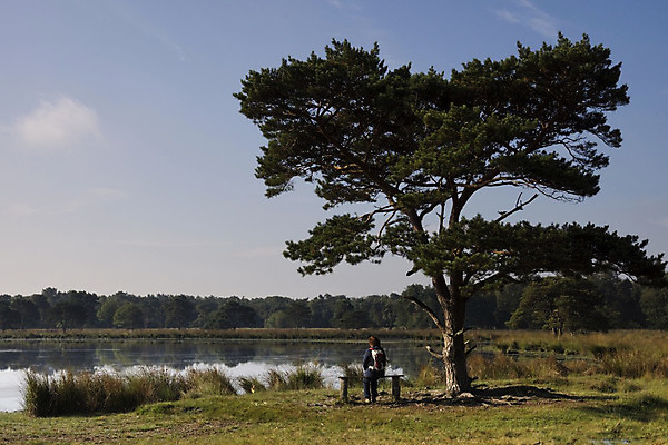 포토 JPG 해외이미지 나무 호수 자연 하늘 아침 앉기 풍경 사람없음 물 걷기 하이킹 연못 소나무 네덜란드 하이커 해외202004 해외포토 주간 자연요소 식물 유럽 여행 모션 레저 생태계 파일형식 이미지허브