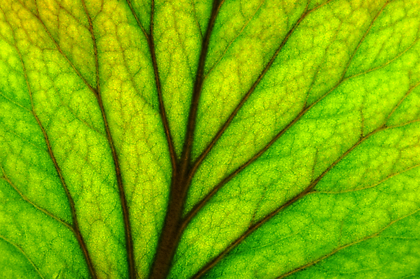 포토 JPG 해외이미지 모양 식물 계절 백그라운드 컨셉 잎 자연 사람없음 초록색 정원 신선 닫기 순수 질감 내추럴 해외202004 해외포토 컬러 모션 생태계 파일형식 이미지허브