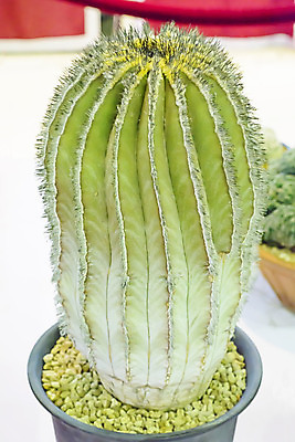 포토 JPG 해외이미지 식물 꽃 백그라운드 패턴 자연 선인장 건조 풍경 사람없음 초록색 정원 사막 성장 흰색 뜨거움 가시 척추 애리조나 내추럴 해외202004 해외포토 컬러 무늬 뼈 미국 생태계 파일형식 이미지허브