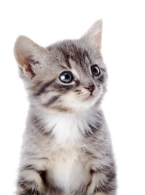 포토 JPG 해외이미지 동물 척추동물 장난 포유류 자연 수염 털 사람없음 반려동물 농장 고양이 줄무늬 우정 회색 아기 작음 오브젝트 호기심 꼬리 귀 육식동물 얼룩무늬 솜털 수의사 집게발 해외202004 해외포토 감정 컬러 컨셉 무늬 농업 사람 신체부위 친구 의사 크기 생태계 파일형식 이미지허브