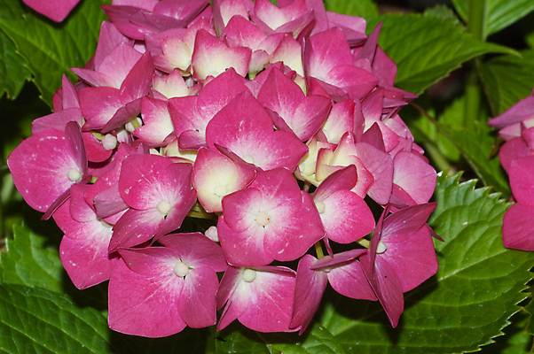 포토 JPG 해외이미지 식물 꽃 분홍색 잎 자연 사람없음 초록색 컬러풀 해외202004 해외포토 컬러 생태계 파일형식 이미지허브