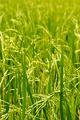 포토 JPG 해외이미지 식물 계절 아시아 지구 음식 잎 농업 다이어트 태국 자연 밥 씨앗 동양인 사람없음 초록색 경제 농장 노란색 평화 침묵 흙 촉촉함 수확 성장 시골 황금 플랫 낟알 뿌리기 발리 캄보디아 논밭 밭일 해외202004 해외포토 나라 산업 컬러 섬 컨셉 밭 모션 논 건강 인종 소리 젖음 생태계 인도네시아 파일형식 이미지허브