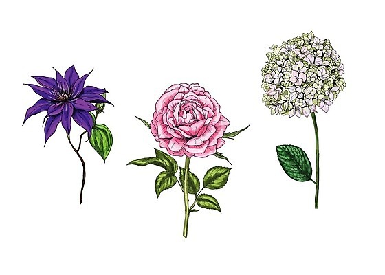 EPS 해외이미지 식물 디자인 꽃 선 줄기 분홍색 꽃다발 백그라운드 잎 꽃무늬 일러스트 자연 미술 그래픽 장식 초록색 여름 장미 정원 보라색 봄 벚꽃 흰색 나뭇가지 신용카드 우아함 인쇄 스케치 허브 제비꽃 그림 부드러움 고립 구성 디테일 해외202004 해외일러스트 나무 계절 컬러 컨셉 무늬 문화예술 금융 감각 생태계 파일형식 벡터 이미지허브