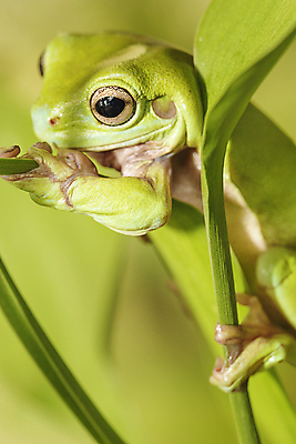 포토 JPG 해외이미지 나무 식물 동물 응시 야생동물 잎 자연 휴식 개구리 양서류 사람없음 야외 가로 초록색 컬러풀 환경 관찰 닫기 호주 보호 숲 작음 열대우림 수줍음 명상 호기심 두꺼비 내추럴 생태학 숨기 어려움 왕자 카피스페이스 해외202004 해외포토 시선 교육 감정 컬러 컨셉 모션 공백 오세아니아 크기 생태계 파일형식 이미지허브