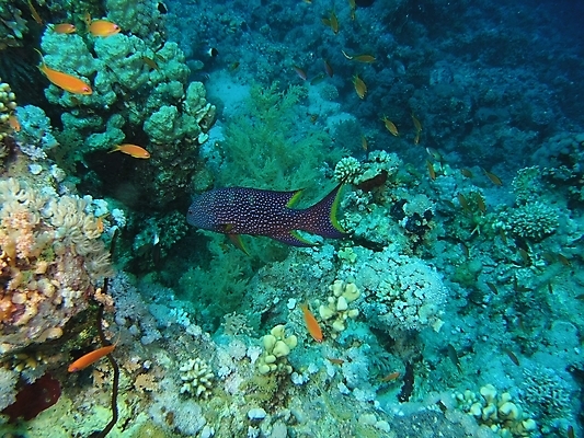 포토 JPG 해외이미지 식물 동물 야생동물 잎 자연 표면 어류 사람없음 초록색 물 반사 사진촬영 수중 투명 스노클링 산호 잠수부 잠수함 다이빙 암초 동물상 해외202004 해외포토 자연요소 컬러 조형물 촬영 수영 수중동물 수상스포츠 자포동물 전문직 생태계 수중스포츠 파일형식 이미지허브