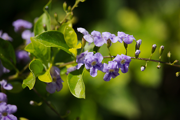 포토 JPG 해외이미지 식물 열매 꽃 백그라운드 잎 꽃무늬 농업 자연 하늘 사람없음 초록색 파란색 정원 보라색 벚꽃 황금 떨어짐 이슬 작음 제비꽃 비둘기 L 해외202004 해외포토 알파벳 산업 컬러 컨셉 무늬 조류 크기 생태계 파일형식 이미지허브