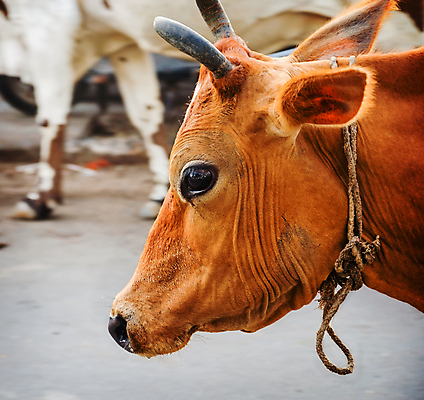 포토 JPG 해외이미지 동물 전통 라이프스타일 여자 아시아 종교 음식 여행 밭 농업 포유류 거리 뿔 동양인 사람없음 야외 반려동물 농장 농경지 머리 가축 소고기 흰색 시골 도시 소 시장 원주민 가난 인도인 먹기 황소 신성 밭일 힌두교 해외202004 해외포토 외국인 나라 산업 컬러 컨셉 모션 육류 사람 인종 생활 신체부위 아프리카인 파일형식 이미지허브