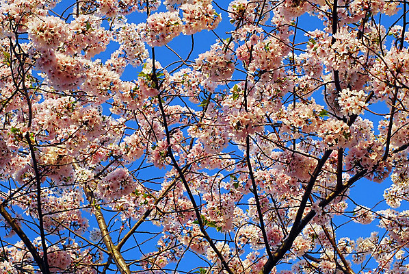 포토 JPG 해외이미지 나무 식물 계절 공원 꽃 분홍색 하늘 사람없음 야외 파란색 정원 봄 벚꽃 흰색 체리 해외202004 해외포토 공공시설 컬러 과일 파일형식 이미지허브