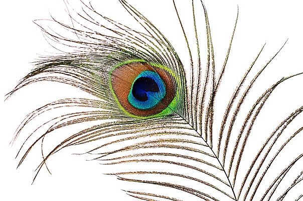 포토 JPG 해외이미지 동물 디자인 야생동물 백그라운드 패턴 자연 조류 추상 미술 사람없음 장식 초록색 파란색 빛 컬러풀 활발 흰색 황금 우아함 공작 깃털 묘사 오브젝트 싱글 질감 꼬리 솜털 내추럴 고립 엘리먼트 이국적 터키석 해외202004 해외포토 컬러 컨셉 무늬 문화예술 보석 생태계 파일형식 이미지허브