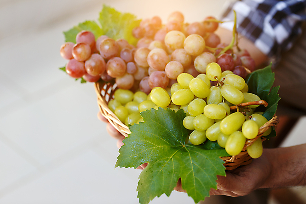 포토 JPG 해외이미지 식물 손 남자 음식 잎 농업 다이어트 과일 자연 포도 노동자 건강 사람 사람없음 빨간색 초록색 여름 파란색 와인 보라색 수확 가을 시골 신선 잡기 농부 다발 수집 유기농 포도밭 포도나무 진흙 내추럴 깊이 밭일 숙성 양조장 해외202004 해외포토 직업 웰빙 계절 산업 컬러 밭 모션 주류 신체부위 과일나무 생태계 파일형식 이미지허브