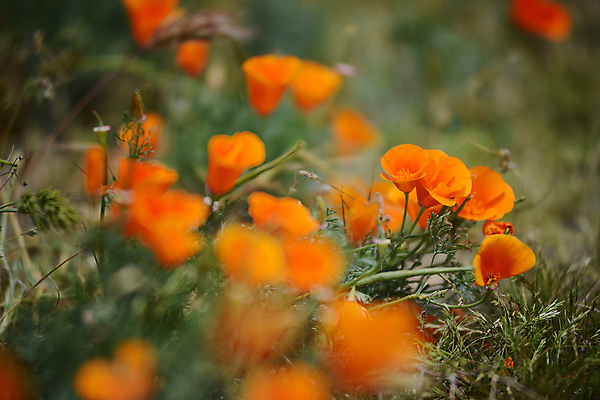 포토 JPG 해외이미지 공원 꽃 여행 밭 오렌지 휴식 사람없음 계곡 미국 들꽃 사막 개화 작음 영양 캘리포니아 양귀비 남쪽 로스앤젤레스 땅바닥 해외202004 해외포토 식물 공공시설 컨셉 북아메리카 농업 과일 바닥 크기 방향 파일형식 이미지허브