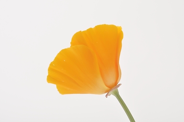 포토 JPG 해외이미지 식물 꽃 오렌지 사람없음 해외202004 해외포토 과일 파일형식 이미지허브