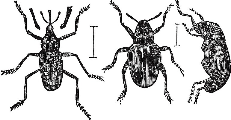 EPS 해외이미지 식물 동물 음식 곤충 절지류 일러스트 자연 초식동물 안테나 미술 검은색 수확 골동품 흰색 해충 벌레 인쇄 딱정벌레 그림 판화 주둥이 기어가기 동물상 옛날 해외202004 해외일러스트 컬러 농업 통신 모션 문화예술 조형물 생태계 파일형식 벡터 이미지허브