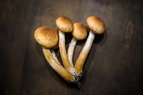 포토 JPG 해외이미지 계절 백그라운드 잎 채소 재료 자연 탁자 파슬리 건강 요리 사람없음 목재 빛 갈색 바구니 환경 식사 버섯 수확 가을 시골 신선 그룹 맛 오브젝트 유기농 날것 내추럴 거짓말 곰팡이 숙성 식용 채식주의자 많음 해외202004 해외포토 나무 식물 웰빙 컬러 가구 컨셉 농업 생태계 채식 파일형식 이미지허브