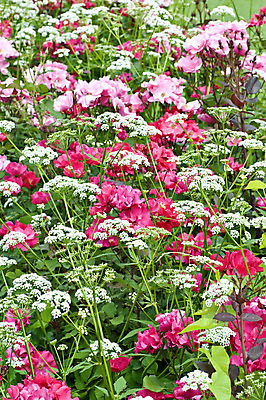 포토 JPG 해외이미지 꽃 분홍색 사람없음 빨간색 초록색 장미 봄 해외202004 해외포토 식물 계절 컬러 파일형식 이미지허브