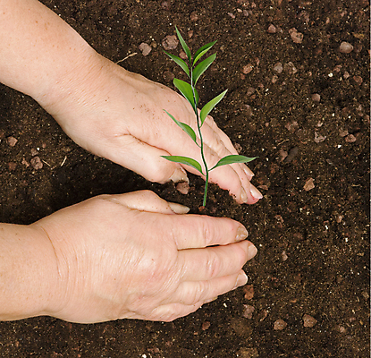 포토 JPG 해외이미지 주간 손 야외 신체부위 새싹 흙 해외202004 해외포토 자연요소 식물 사람 파일형식 이미지허브