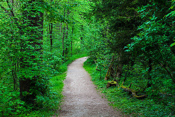 포토 JPG 해외이미지 나무 식물 공원 유럽 도로 길 낙엽 잎 자연 풍경 사람없음 초록색 침묵 오스트리아 숲 방법 해외202004 해외포토 공공시설 나라 컬러 교통시설 소리 생태계 파일형식 이미지허브