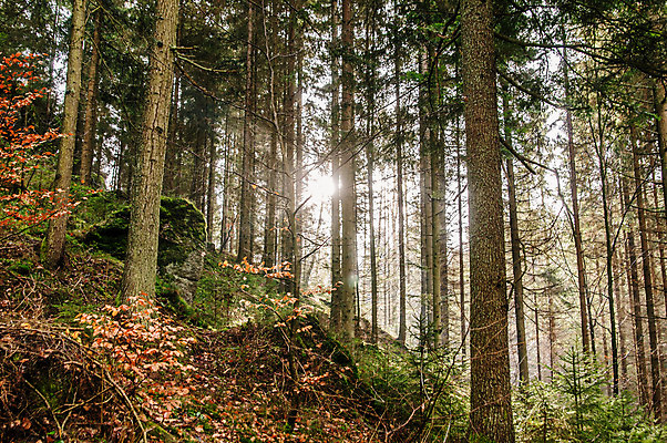 포토 JPG 해외이미지 나무 계절 백그라운드 잎 자연 아침 풍경 사람없음 야외 목재 가로 초록색 빛 햇빛 태양 환경 침묵 하이킹 광선 가을 나뭇가지 시골 오스트리아 숲 신비 장면 해외202004 해외포토 주간 자연요소 식물 유럽 컬러 컨셉 재료 레저 소리 생태계 파일형식 이미지허브