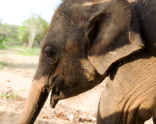 포토 JPG 해외이미지 동물 1 공원 아시아 야생동물 어린이 여행 포유류 자연 코끼리 동양인 사람없음 야외 머리 걷기 회색 아기 입 거친 주름 보호 작음 사파리 피부 싱글 귀 멸종 거인 송아지 스리랑카 스터핑 이국적 찰과상 해외202004 해외포토 공공시설 나라 새끼 컬러 컨셉 모션 사람 인종 신체부위 소 상처 크기 생태계 파일형식 이미지허브