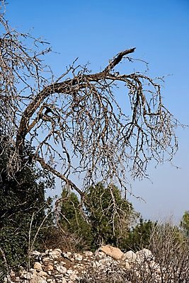 포토 JPG 해외이미지 나무 실루엣 곡선 자연 하늘 건조 풍경 사람없음 야외 파란색 환경 어둠 나뭇가지 죽음 숲 종료 벌거벗은 투쟁 생존 해외202004 해외포토 식물 선 컬러 촬영기법 생태계 파일형식 이미지허브
